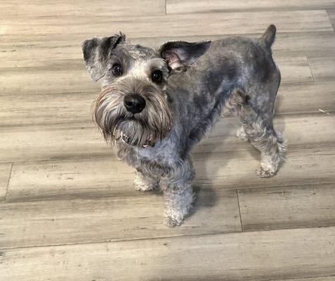 Mini schnauzer with new haircut