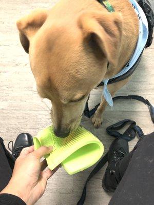 A fun licking pad with cheese to keep him preoccupied.