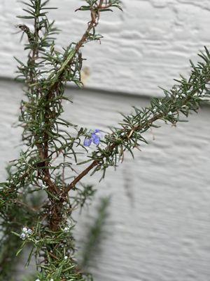 This healthy Rosemary bush was half its height just a few months ago, currently flowering in the dead of winter.