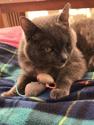 Bonnie with her mice