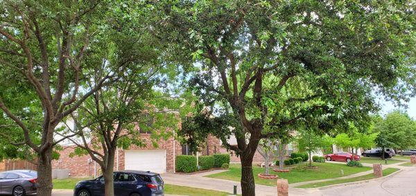 Trees trimmed and raised canopy