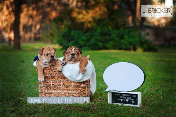 Puppy portraits for a local breeder