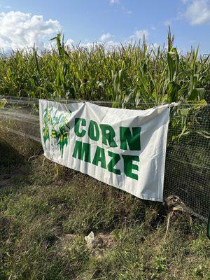 Corn maze