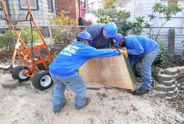 Tree Removal Queens Ny