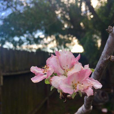 First apple blossoms for Fall