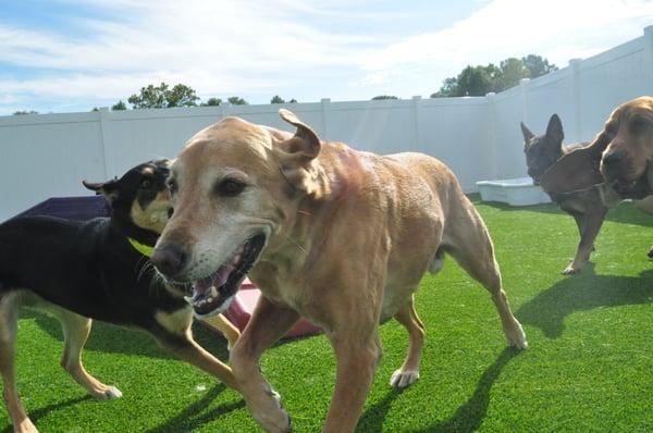 Jack enjoying some DayCare with his friends before his bath and pedicure!