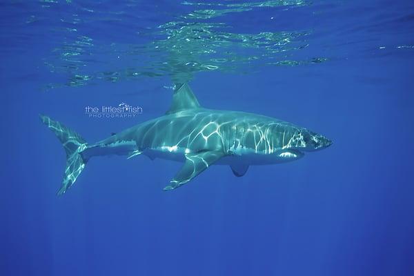 Great White reflection