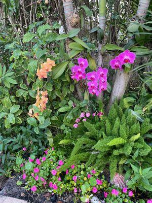 Re-blooming orchids purchased at Family Produce