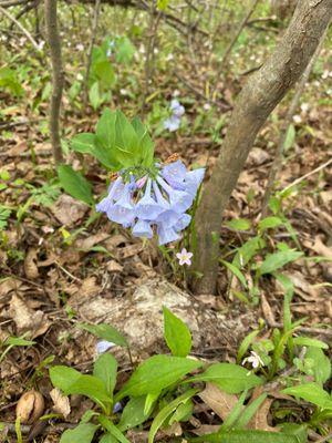 Bluebells