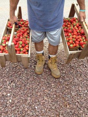 Now that's a LOAD of berries!