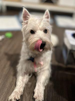 Oaty thinks he tastes really good after his groom!