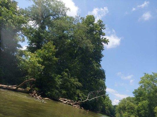 Trees along the river