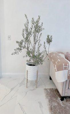 Why not add this dwarf olive to  beautify  your home?  Wilsonii olive tree $100