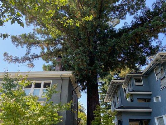 Monster redwood between two houses.