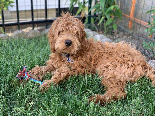 Before the cut - our shaggy puppy