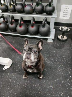 Doggo supervised kettlebell training.