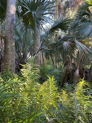 Beautiful native vegetation