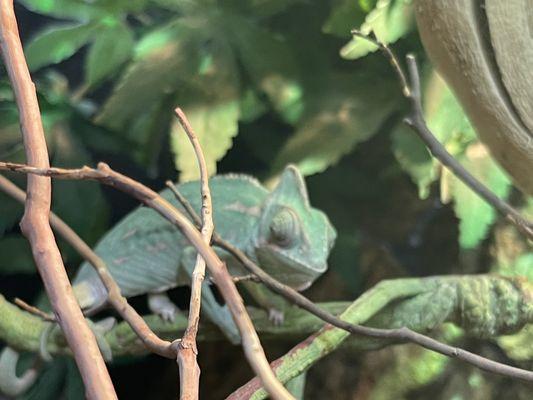 New Veiled Chameleon Just In