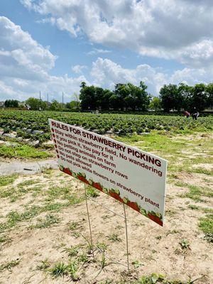 Rules for strawberry picking