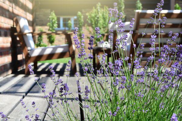 Pavers and Drought Tolerant Planting