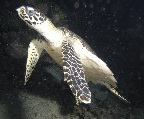 turtle on reef