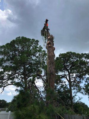 Howard’s Tree Service