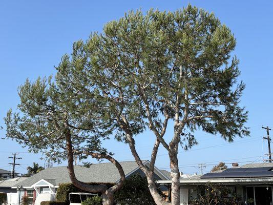 Rodriguez Tree Services