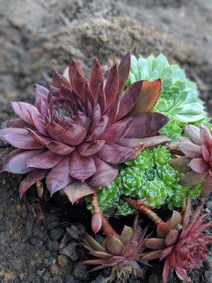 Hillside Nursery