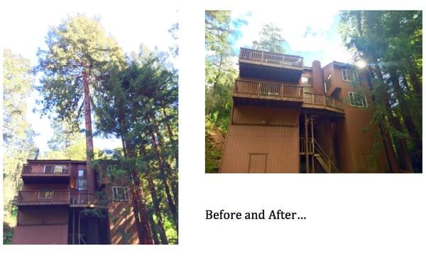 Massive redwood trees between house (and on right side of house) taken down to roof level by Community Tree Service.