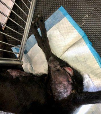 The black lab was covered in urine burns because of negligence of getting him out of his urine and feces.