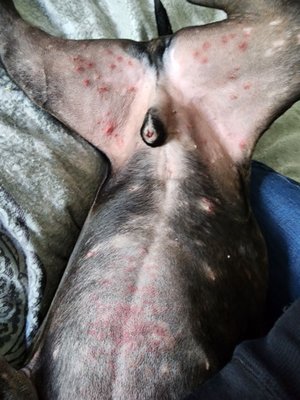 The bacterial rash my dog received at this facility.