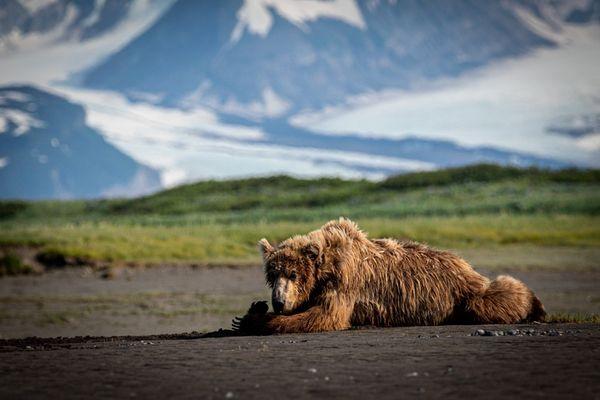 Sasquatch Alaska Adventure Co