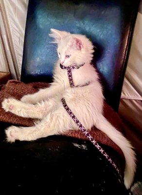 Devrim my Turkish Angora baby boy is a new patient! 3