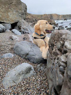 Zy's first trip to Bodega Bay.