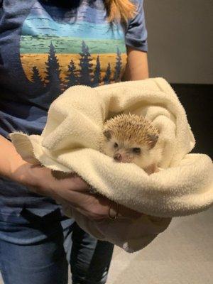 Hedgehog from the animal encounter