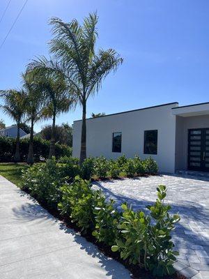 CLUSIAS TO ADD PRIVACY. 
 SCHANER RESIDENCE MARCO ISLAND