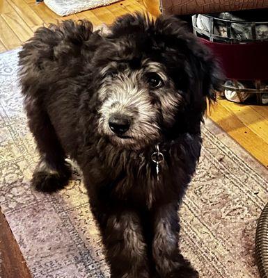 Bear after an in-home private lesson.