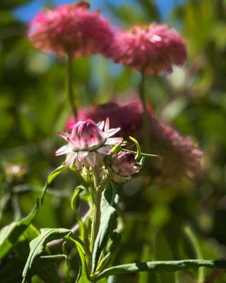 Autumn straw flowers 2023