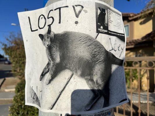 Missing cat