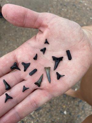 Sharks teeth