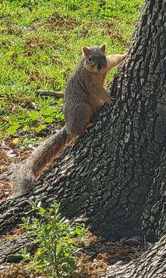 Photogenic squirrel