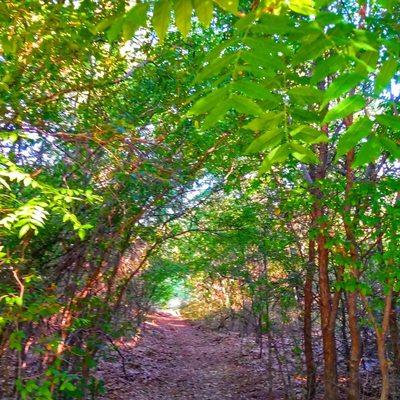 Horseshoe Trail at Lake Grapevine