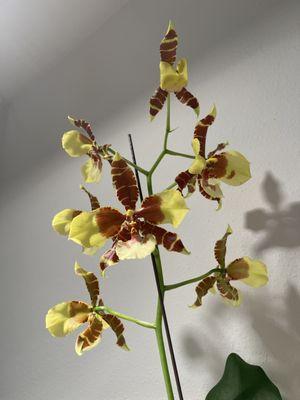 A Rossioglossum orchid i bought here!