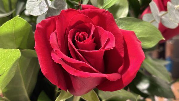 Two-day old red roses.