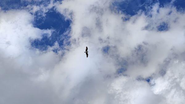 Osprey in the air