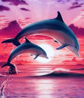 Dolphins at Sunset