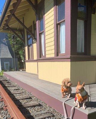 Dogs waiting for their train