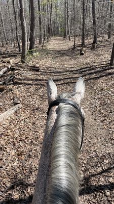 The amazing horse I bought! The best boy!