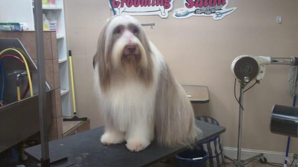 Jiggs our bearded collie