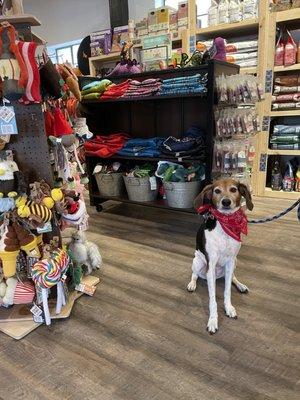 My pup enjoying the toy section.